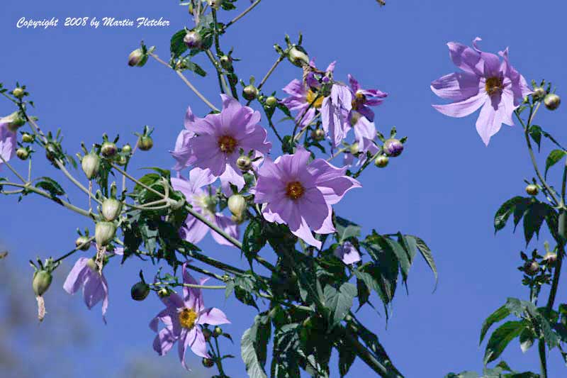 Dahlia imperialis, Tree Dahlia