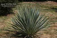 Dasylirion wheeleri, Desert Spoon, Blue Sotol