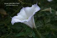 Datura wrightii, Sacred Thorn Apple, Jimsonweed, Devil's Trumpet