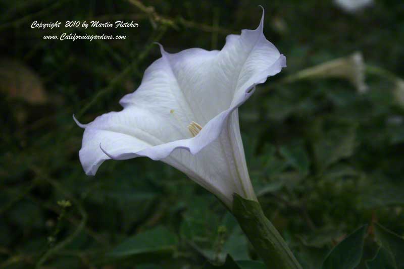 Datura wrightii, Sacred Throrn Apple, Jimson Weed, Devil's Trumpet