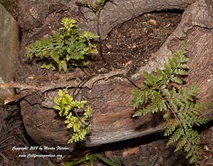 Davallia fejeensis, Rabbit's Foot Fern