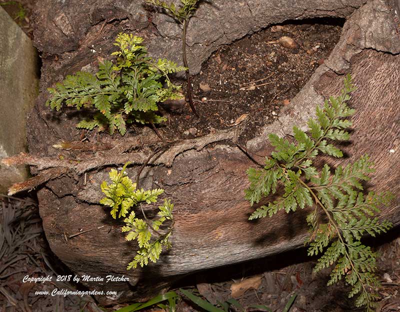 Davallia fejeensis, Rabbit's Foot Fern