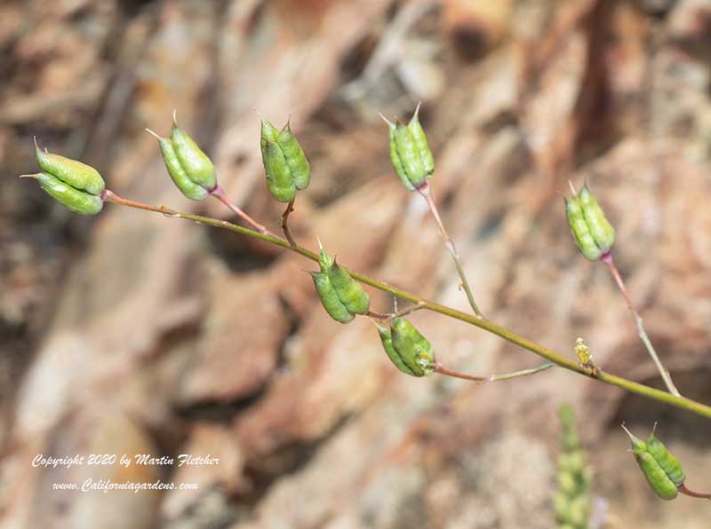 Delphinium cardinale, Scarlet Larkspur Seedpods