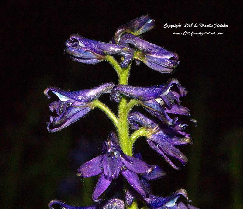 Delphinium occidentale, Western Larkspur, Duncecap Larkspur