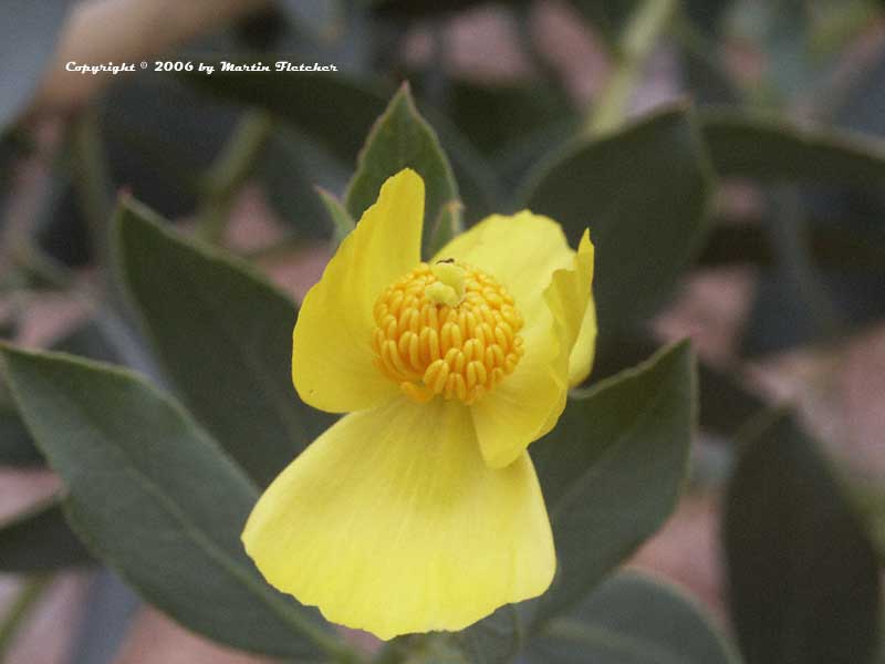 Dendromecon harfordii, Island Bush Poppy