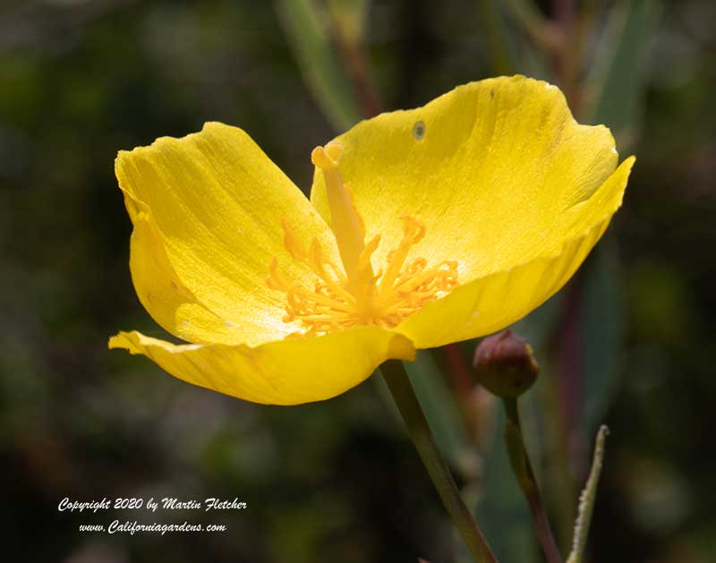 Dendromecon rigida, Bush Poppy