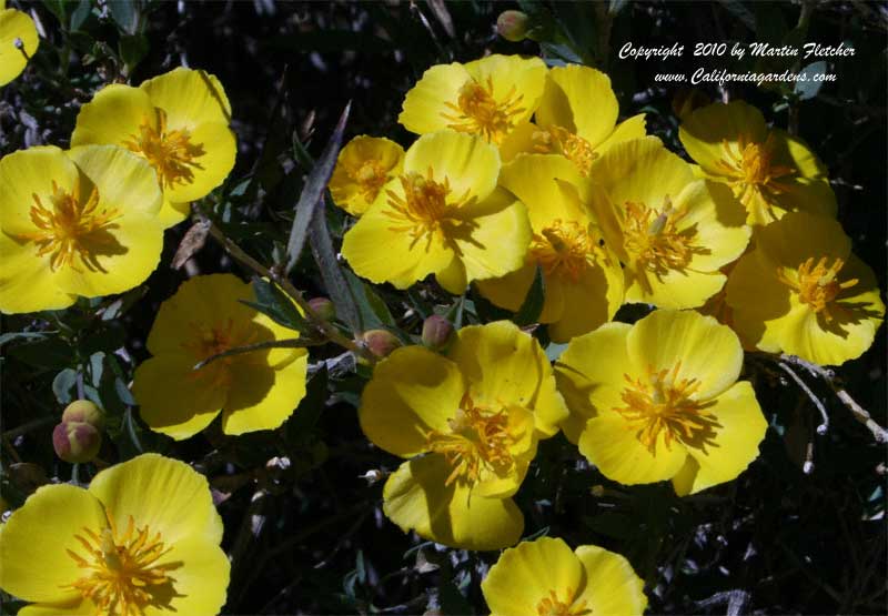 Dendromecon rigida, Bush Poppy