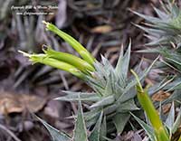 Deuterocohnia brevifolia