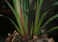 Dianella tasmanica Tas Red, Tas Red Flax Lily