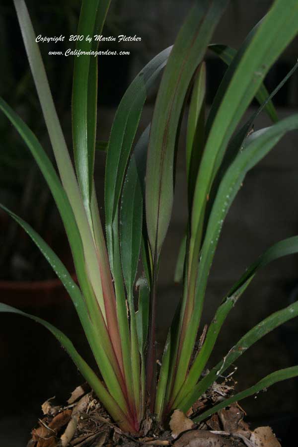 Dianella Tas Red, Flax Lily