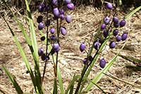 Dianella tasmanica, Flax Lily