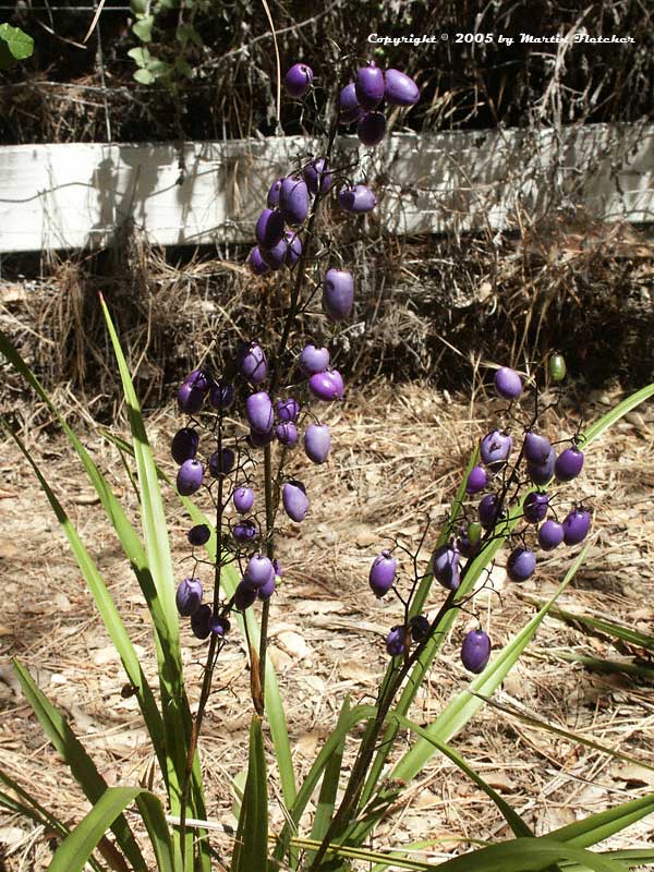 Dianella tasmanica, Flax Lily