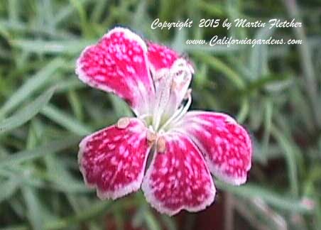 Dianthus Spotty