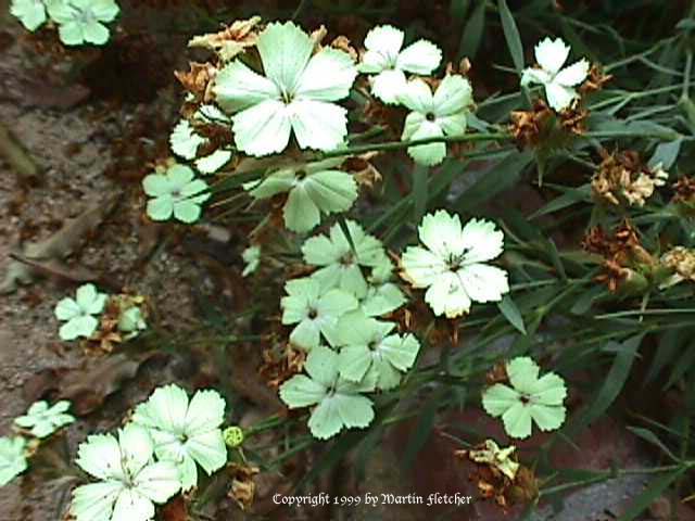 Dianthus Moonglow