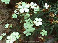 Dianthus Moonglow
