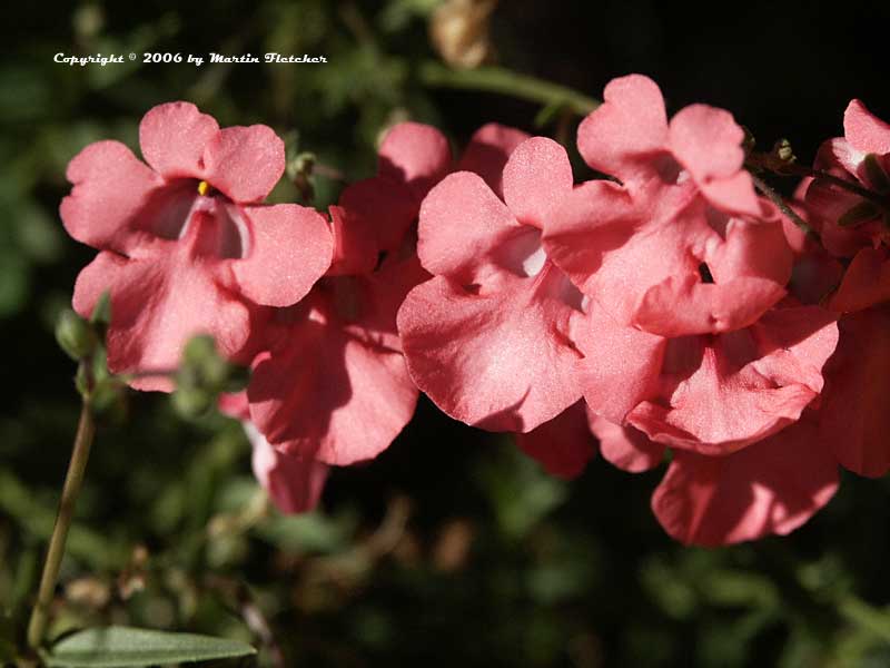 Diascia integerrima, Twin Spur