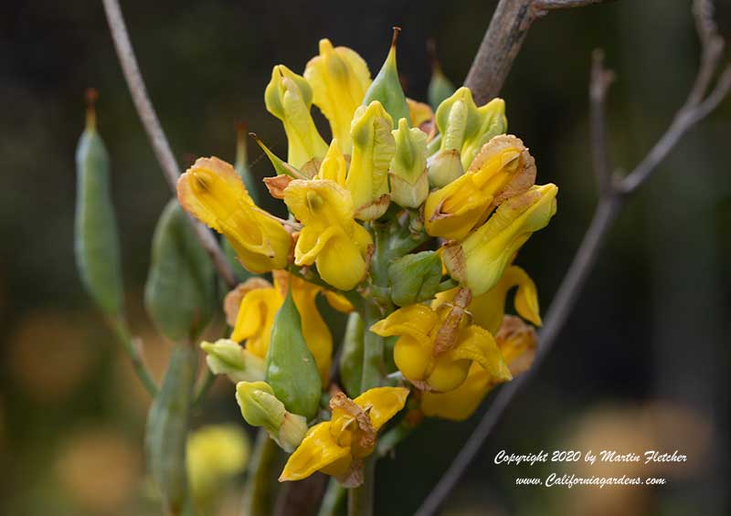 Dicentra chrysantha, Ehrendorferia chrysantha, Golden Eardrops