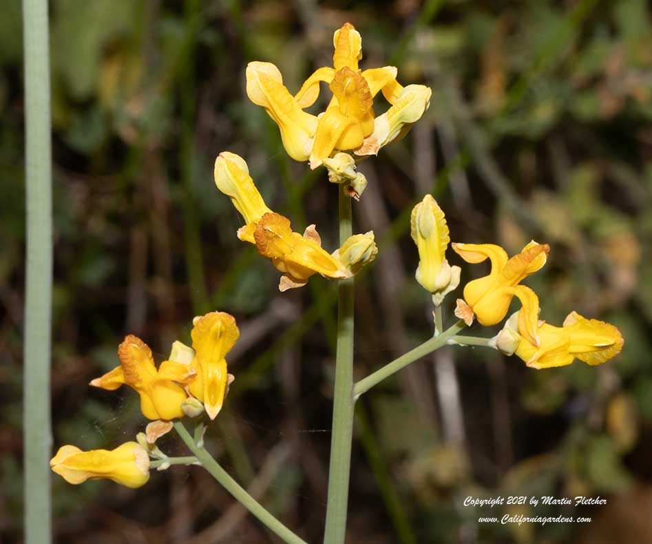 Dicentra chrysantha, Ehrendorferia chrysantha, Golden Eardrops