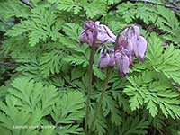 Dicentra formosa, Bleeding Heart