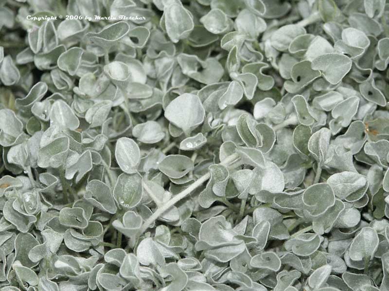 Dichondra argentea, Silver Dichondra