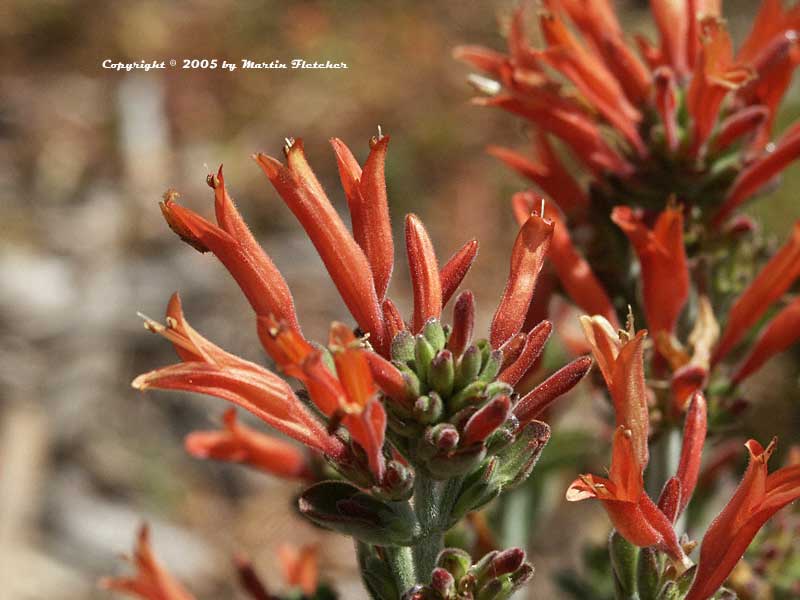 Dicliptera suberecta, Hummingbird Bush