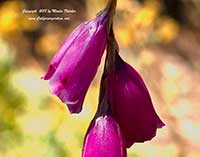 Dierama pulcherrimum, Angel's Fishing Rod, Fairy Wand Flower