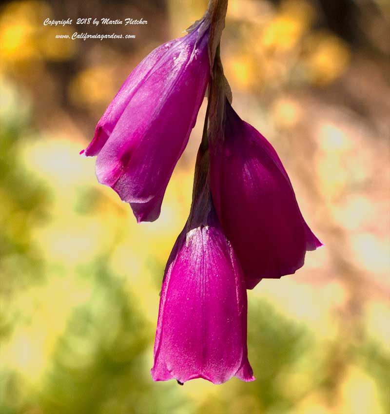 Dierama pulcherrimum, Angel's Fishing Rod, Fairy Wand Flower