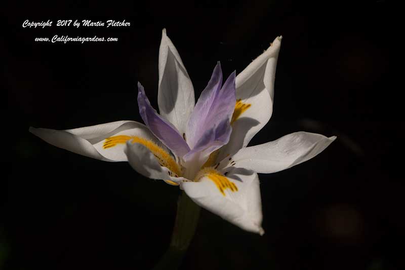 Dietes grandiflora, Fortnight Lily