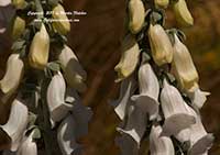 Digitalis Silver Fox, Silver Fox Foxglove