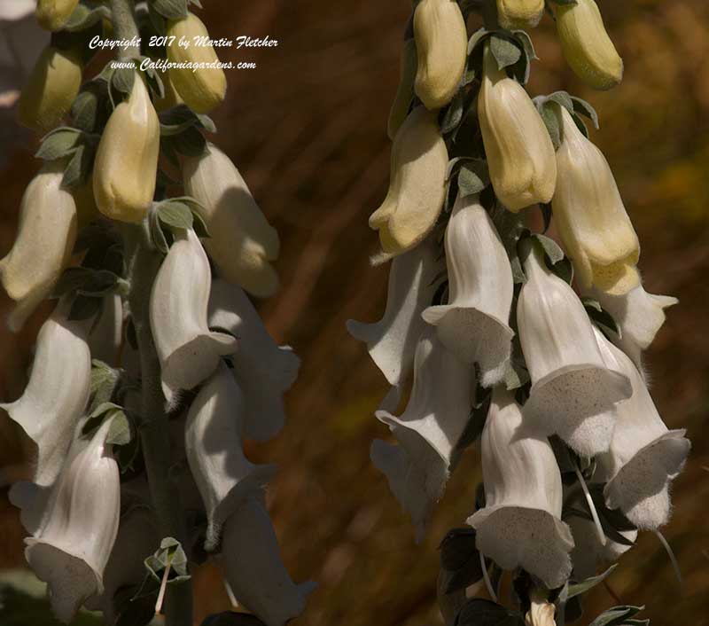 Digitalis Silver Fox, Silver Fox Foxglove