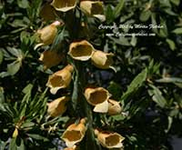 Digitalis ferruginea, Rusty Foxglove