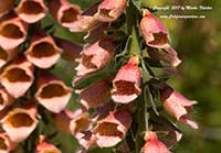 Digitalis mertonensis, Strawberry Foxglove