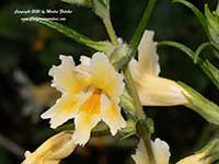 Diplacus longiflorus, Southern Bush Monkeyflower