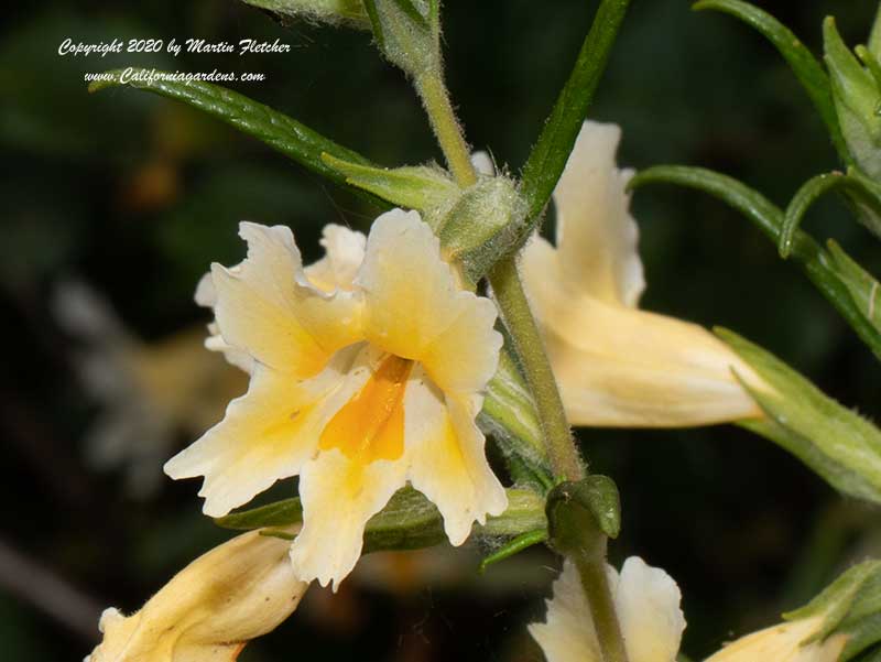 Diplacus longiflorus, Mimulus longiflorus, Southern Bush Monkeyflower