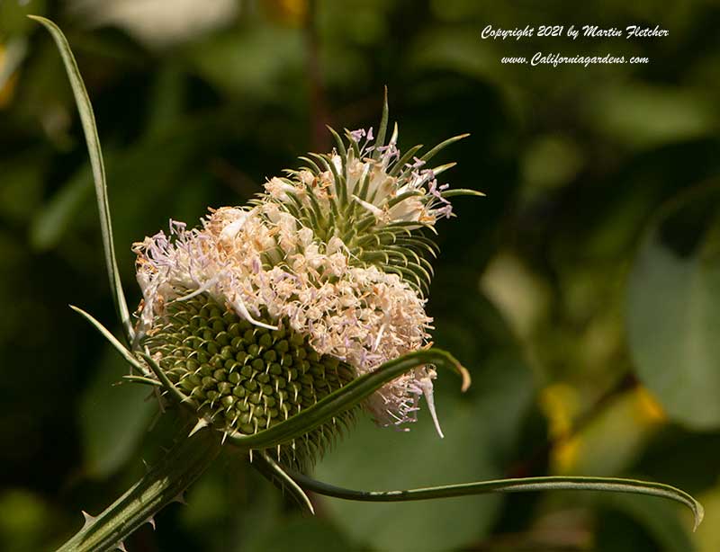 Dipsacus fullonum flowers, Teasel flowers