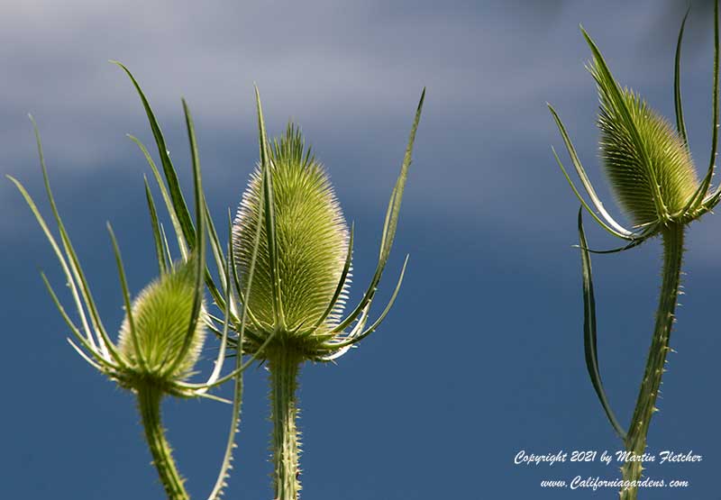 Dipsacus fullonum, Teasel