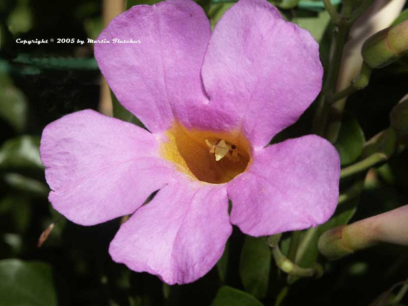 Distictis rivers, Royal Trumpet Vine