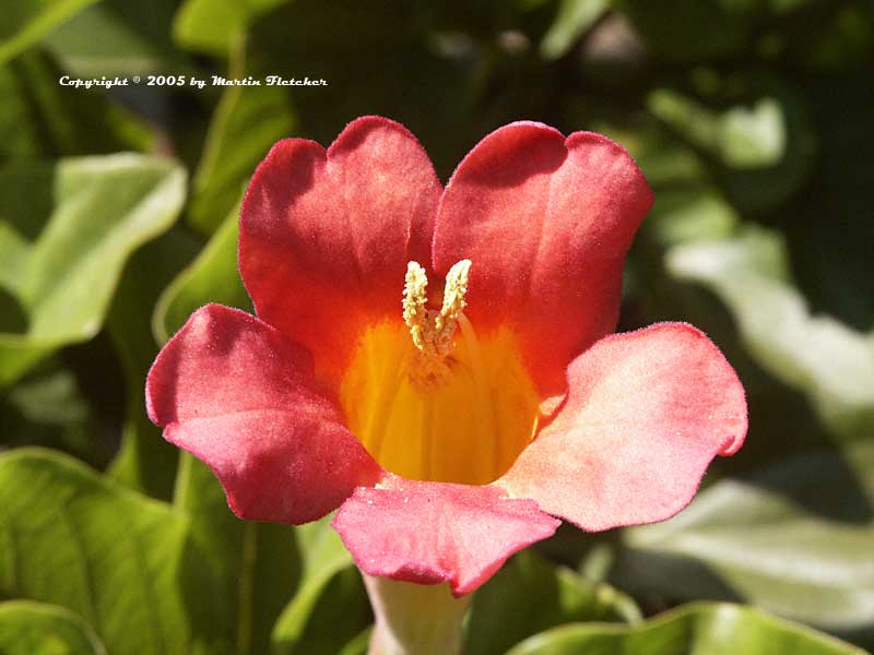 Distictis buccinatoria, Blood Red Trumpet Vine, Mexican Blood Vine