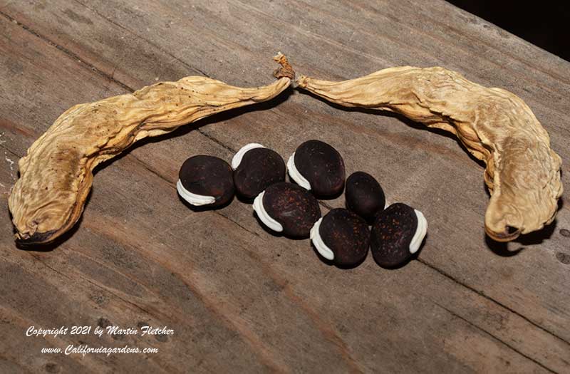 Dolichos lablab seeds, Hyacinth Bean