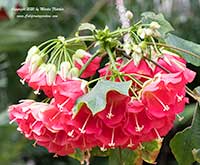 Dombeya cacuminum, Strawberry Snowball Tree