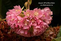 Tropical Hydrangea, Dombeya wallachii