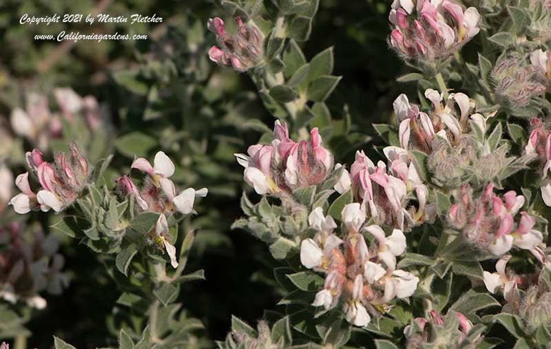 Doryncnium hirsutum, Gray Broom, Hairy Canary Clover