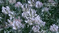 Dorycnium hirsutum, Hairy Canary Clover, Grey Broom
