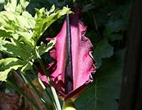 Dracunculus vulgaris, Voodoo Lily, Dragon Arum, Dragon Lily, Stink Lily