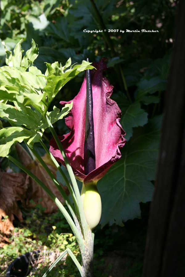 Dracunculus vulgaris, Voodoo Lily