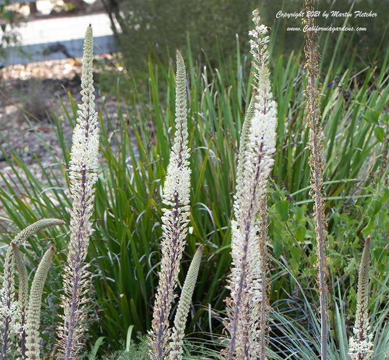 Drimia maritima, Urginea maritima, Sea Squill