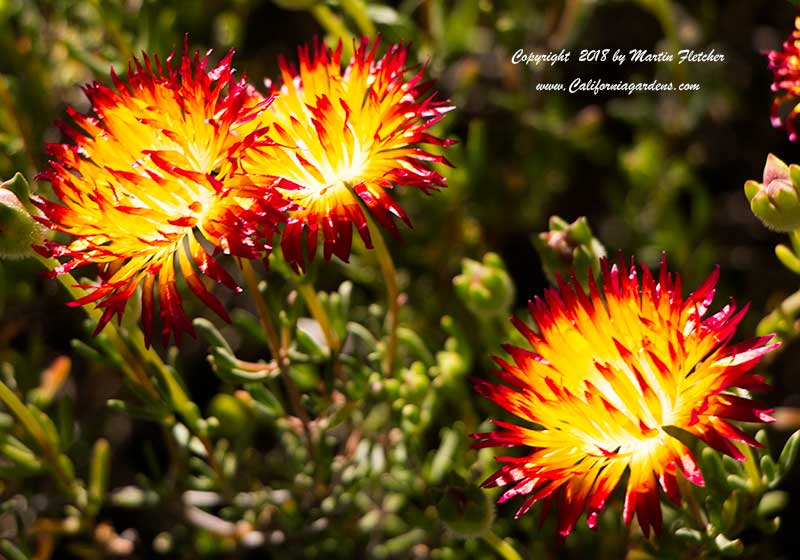 Drosanthemum bicolor, Dew Flower