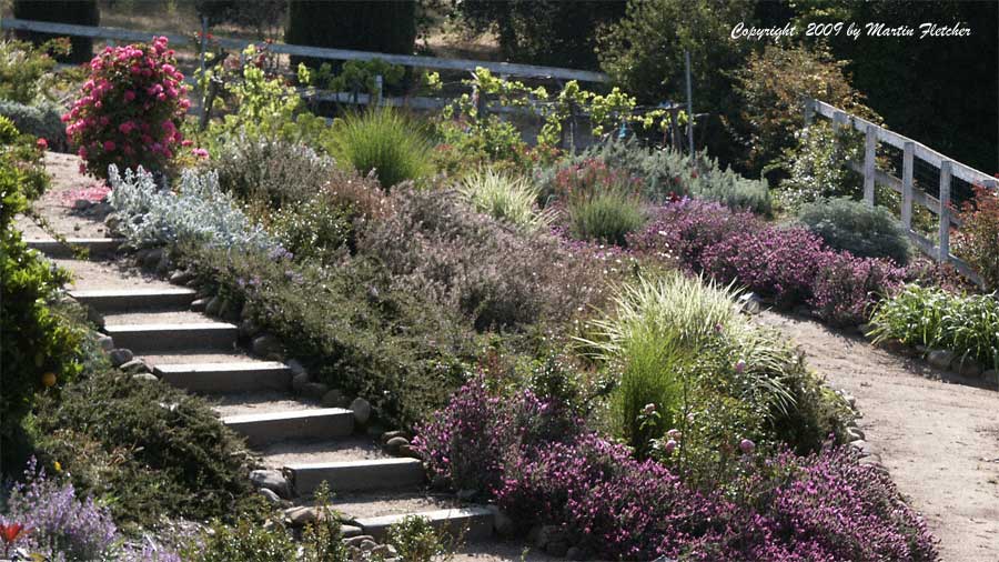 Drought Tolerant Garden