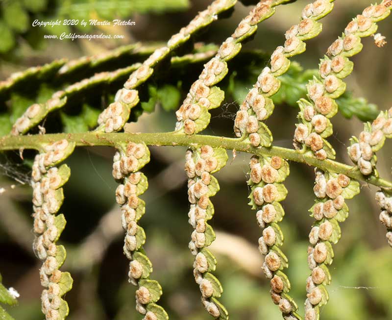 Dryopteris arguta, Sporangia