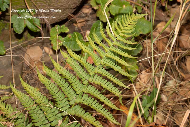 Dryopteris arguta, Coastal Wood Fern